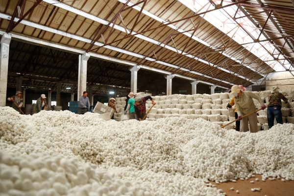 1728870502124291.jpg 收茧现场.JPG